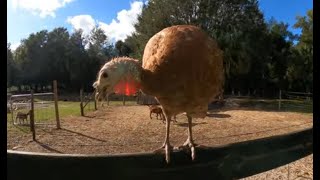 Talking Turkey explorer florida deland volusiacounty pets birds farm [upl. by Eniar]