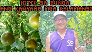 WHY HIS CALAMANSI BEAR UNLIMITED FRUIT YEAR ROUNDBAKIT HITIK sa BUNGA ang kanyang KALAMANSI [upl. by Aener]