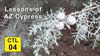 Climate Trees and Legacy 04  Lessons of Arizona Cypress [upl. by Thacker431]