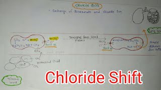 Chloride Shift in respiratory system chloride Shiftrespiration [upl. by Eirhtug]