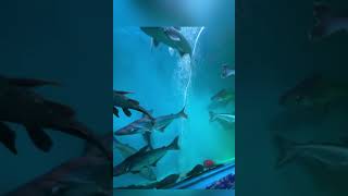 Beautiful Sea world aquarium dubaiactivities [upl. by Mendive]