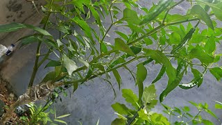 How To Air Layering Chillies 🌶️ Easy Method To Grow At Home [upl. by Eninaej262]