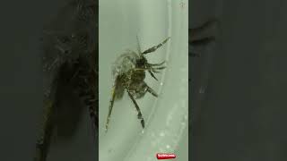 Exploring The Drain Fly or moth flies Video 2 under a Microscope [upl. by Daza]