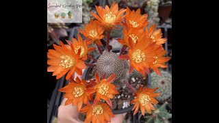 Rebutia Heliosa Quick Overview amp Care Tips [upl. by Colly604]