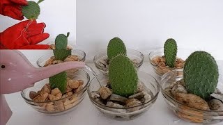 How to Propagate Cactus Leaf Cuttings in Water with Glass Bowl Opuntia Leucotricha Propagation [upl. by Alleacim99]