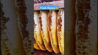 Extreme Honeycomb harvesting 🍯Harvesting honey from beehive 🐝 EP104 trending shorts satisfying [upl. by Winther]