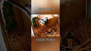 Indian Robin bird nest [upl. by Spenser]