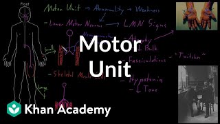 Motor unit  Organ Systems  MCAT  Khan Academy [upl. by Galven]