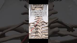 Rhomboid major and minor stretching biology medicalstudent viralvideo anatomy nursing sports [upl. by Karlow]