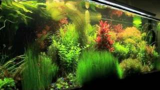 Planted tank [upl. by Artus]