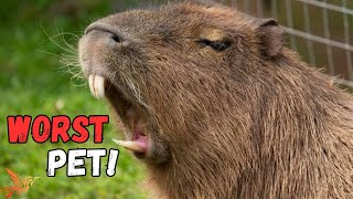 3 Reasons Why the Capybara is the Worst Pet For You [upl. by Yrellih]