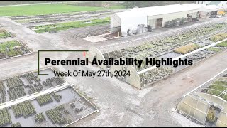 Perennial Availability Highlights Week of 527 [upl. by Affer320]