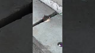 Rat 🐀😍 rodentia mice creature exploring travellingzirakpur shortsvideo neharanatraveller [upl. by Lieno]