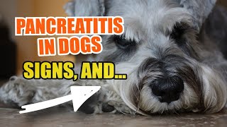 🐶PANCREATITIS in DOGS 👇Signs Causes and What to Do [upl. by Severson807]