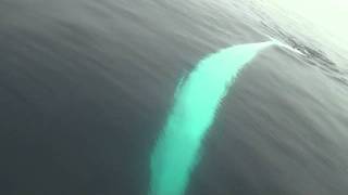 AMAZING video of a twirling Finback Whale [upl. by Anelat5]