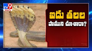 Five Headed Snake News In Social Media  Edi Viral Edi Real  TV9 [upl. by Reehsab274]