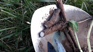 Propagating Russian Bocking 4 Comfrey from Root CuttingsDec 8 2024 [upl. by Hamish]