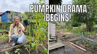 PUMPKIN DRAMA  ALLOTMENT GARDENING FOR BEGINNERS [upl. by Eilyr897]