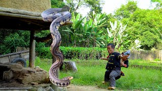 Dwarf family encounter a giant python while renovate the garden and repairing the barn [upl. by Koziara]