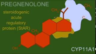 SOMATIC GENDER ADRENAL ANDROGENS [upl. by Inimak431]