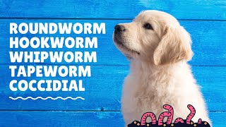 What kind of worms do puppies have [upl. by Nowahs850]