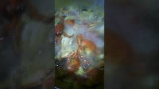 SATISFYING BOILING CRABfoodcrabboilingshorts [upl. by Hewett]