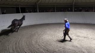 Monty Roberts explains JoinUp® with Equus the horse [upl. by Andrea723]