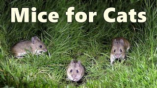 Mice Video and Sounds for Cats  Mouse Noises at Night Only Cats Hear 🐭 8 HOURS 🐭 [upl. by Ledda916]