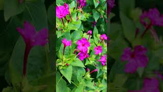 Marvel of Peru Four Oclock Flower Mirabilis jalapa  Observed in Description [upl. by Aimerej]