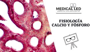 ENDOCRINOLOGÍA Funciones principales de la Calcitonina [upl. by Lamaaj]