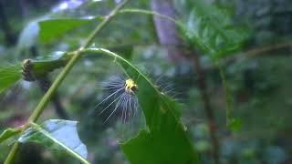 caterpillar leaf eatingnature videowild photography [upl. by Eldon220]