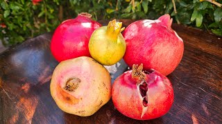 Tasting 5 Pomegranates Wonderful Parfianka Desertnyi Erin and Eversweet Variety [upl. by Ahsinek277]