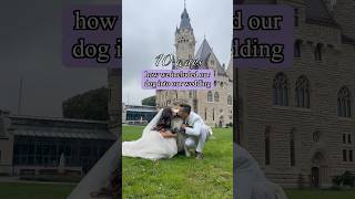 Including dog in wedding 💒 dog samoyed wedding [upl. by Nadnerb]