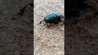 Beetle 🪲 beetle shortsvideo bugs nature [upl. by Reisman]