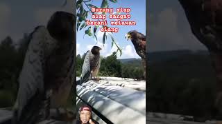 Alap alap pemberani shortvideo shortfeed burung elang animals [upl. by Hametaf873]