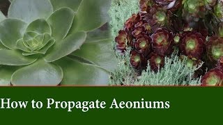 How to Propagate Aeonium from Cuttings [upl. by Llenyaj]