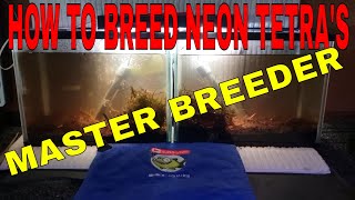 HOW TO BREED NEON TETRAS PART 1 [upl. by Kcirdderf]