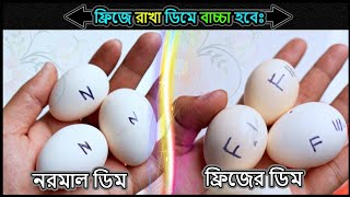 ফ্রিজে রাখা ডিম থেকে কি বাচ্চা ফুটবে ⚡ Jactok পাখি ভাইয়া [upl. by Winters]