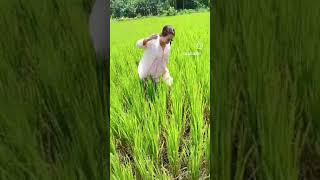 RICE FIELD 1 [upl. by Lihp793]