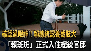 確認過眼神！賴總統認養截肢犬 「賴斑斑」正式入住總統官邸－民視新聞 [upl. by Kirsti629]