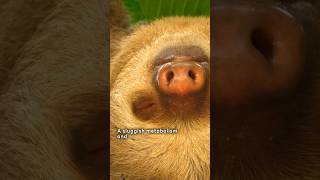 Why Sloths Grow Algae on Their Fur shorts [upl. by Ailiec]