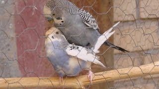 My budgies mating [upl. by Haleelahk]