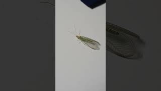 Chrysoperla carnea sl  common green lacewing gardenofhope insects [upl. by Cati]