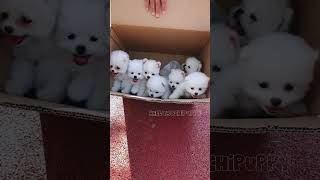 cute puppies funny moment cute overload ❤️hellomochi shorts dog funnydogs funnyanimals bichon [upl. by Anilave234]