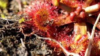 Sundew Captures An Ant Drosera rotundifolia [upl. by Zelikow185]