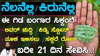 ಬಂಗಾರದ ಬೆಲೆ ಈ ಗಿಡ ಎಲ್ಲಿ ಸಿಕ್ಕರೂ ಬಿಡಬೇಡಿ  Nelanelli Gida Uses in Kannada  ಓವರ್ ಡೊಳ್ಳು ಹೊಟ್ಟೆ [upl. by Monagan961]