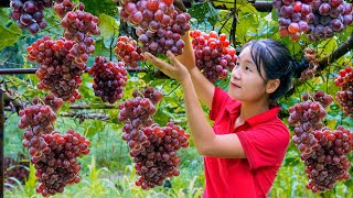 Harvesting Purple Grapes to sell at the market  Daily Life  Lý Thị Ngọc [upl. by Gerger]