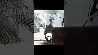 Best birds 💀☠️ fnf duet fridaynightfunkin fnaf fnafsecuritybreach memes trolledit [upl. by Adon]