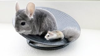 Chinchilla amp Hamster Take Turns Spinning [upl. by Hendrickson957]