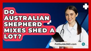 Do Australian Shepherd Mixes Shed a Lot  PetGuide360com [upl. by Donatelli]